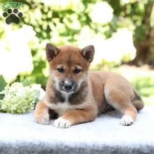 Boone, Shiba Inu Puppy